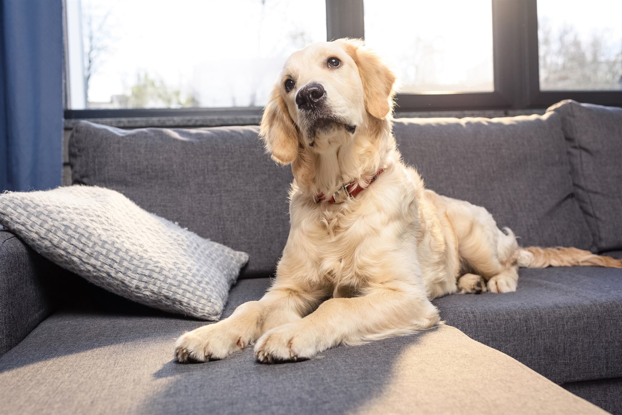 Golden Retriever Dog sitting on grey sofa indoor