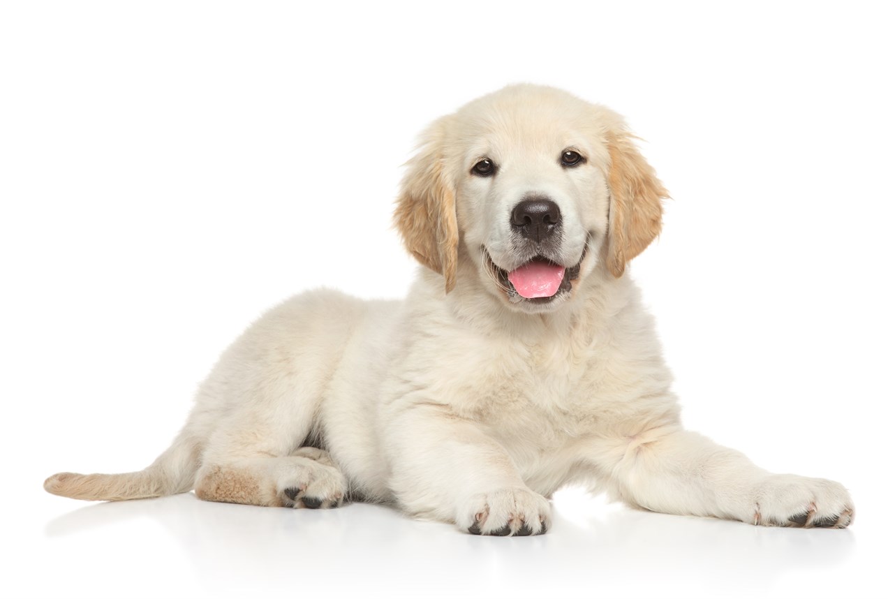 Golden Retriever Puppy smiling at camera with white background