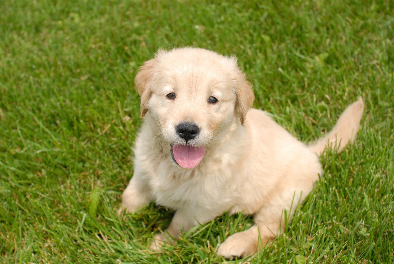 Golden Retriever Puppy looking up smiling towards camera on sunny day