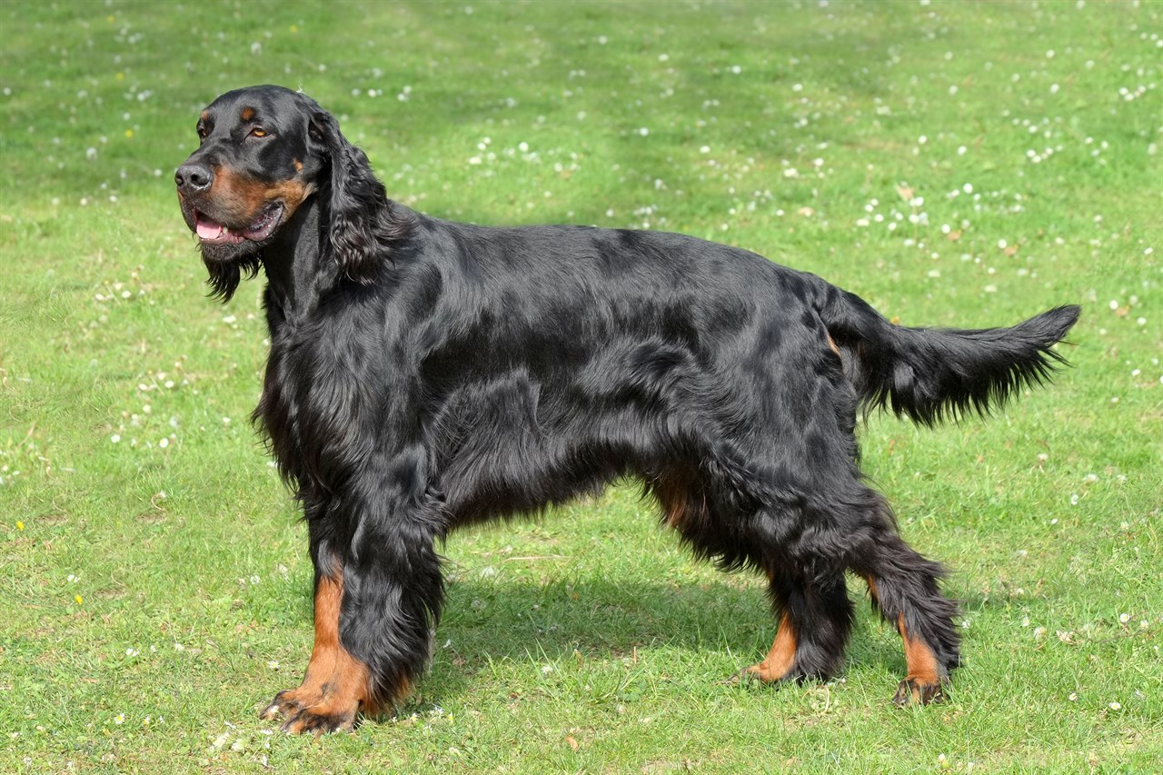 Side view of Gordon Setter Dog standing on grass field