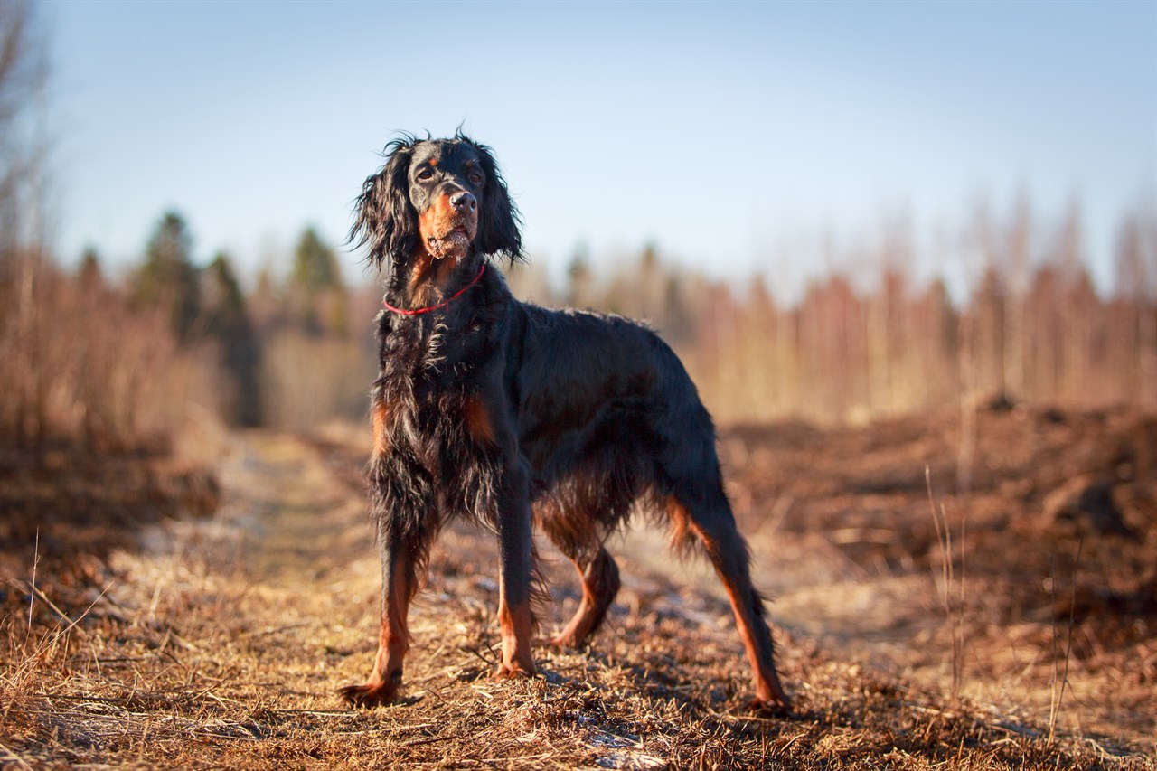 Gordon Setter Dog standing on dry tall grass field