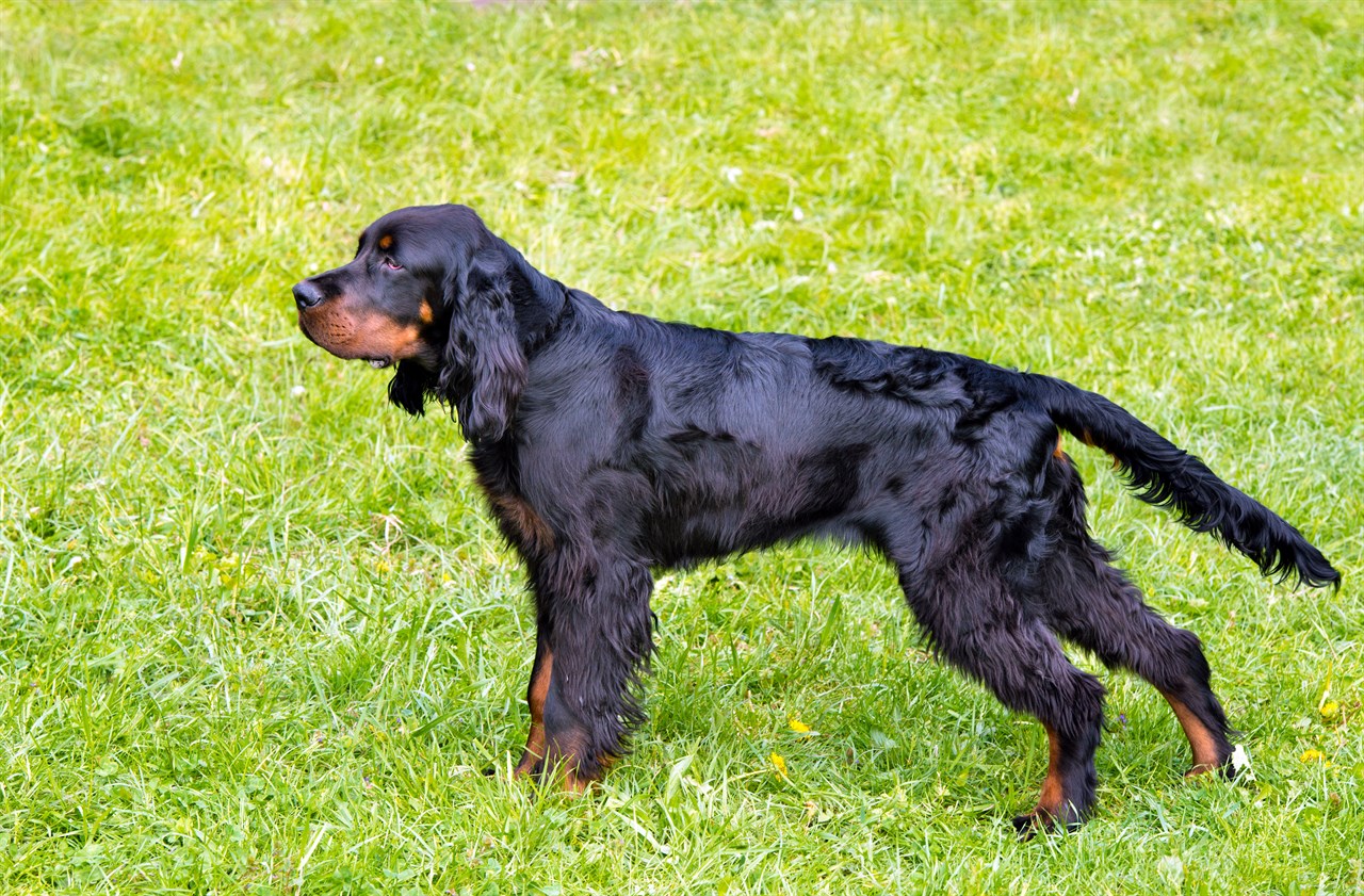 Gordon Setter Dog standing looking up on green grass field