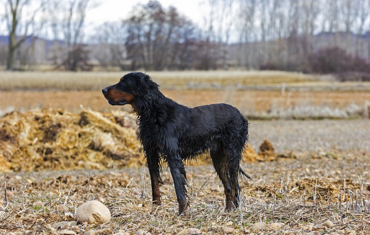 Gordon Setter Dog enjoying outside on freshly cut dry tall grass