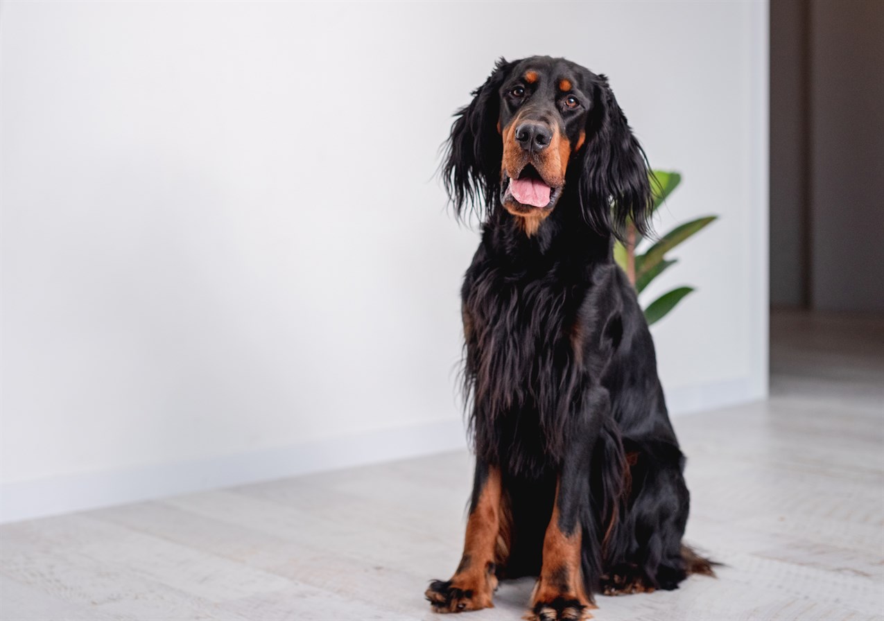 Gordon Setter Dog sitting indoor on his lower black smiling