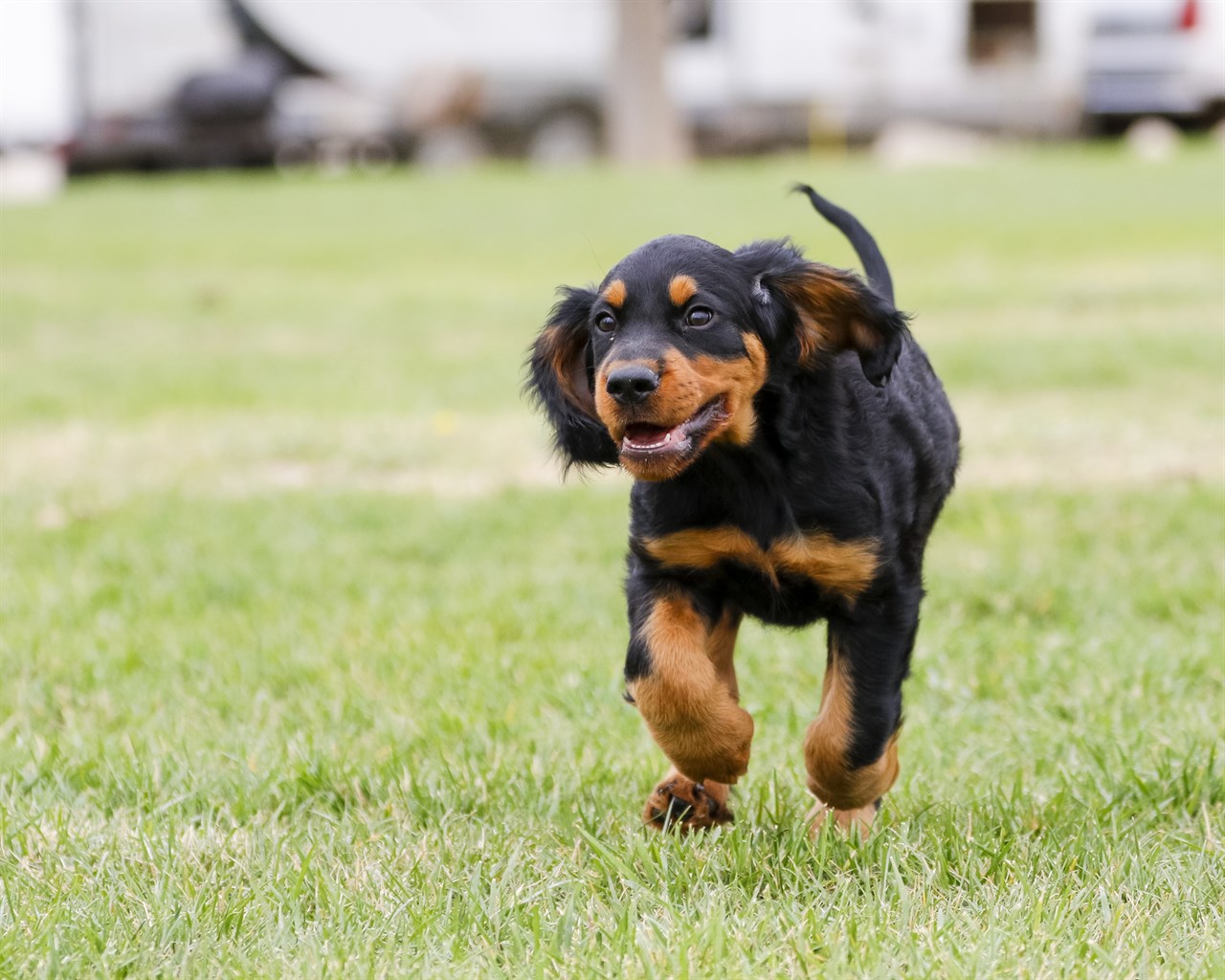 Gordon Setter Puppy happily running on green field near parking lot