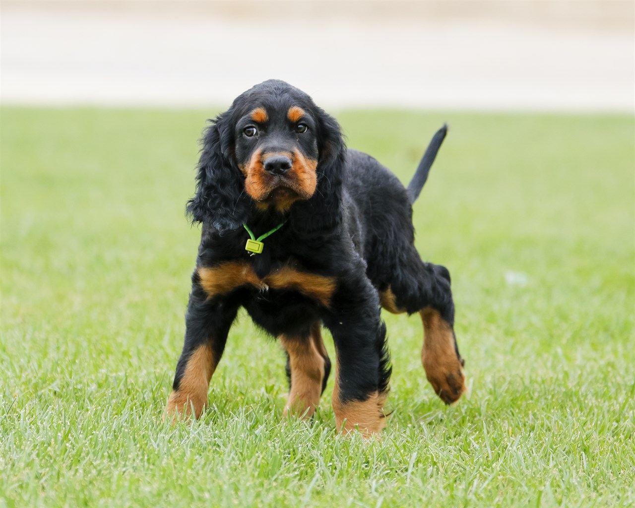 Cute Gordon Setter Puppy enjoying running outdoor