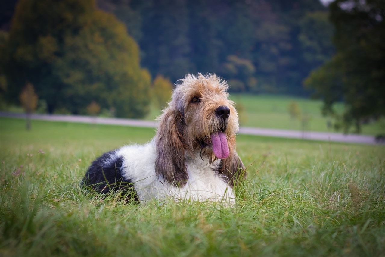 Grand Basset Griffon Vendeen Dog 1