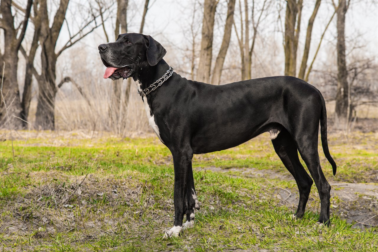 Side view of Great Dane Dog standing outdoor during autumn season