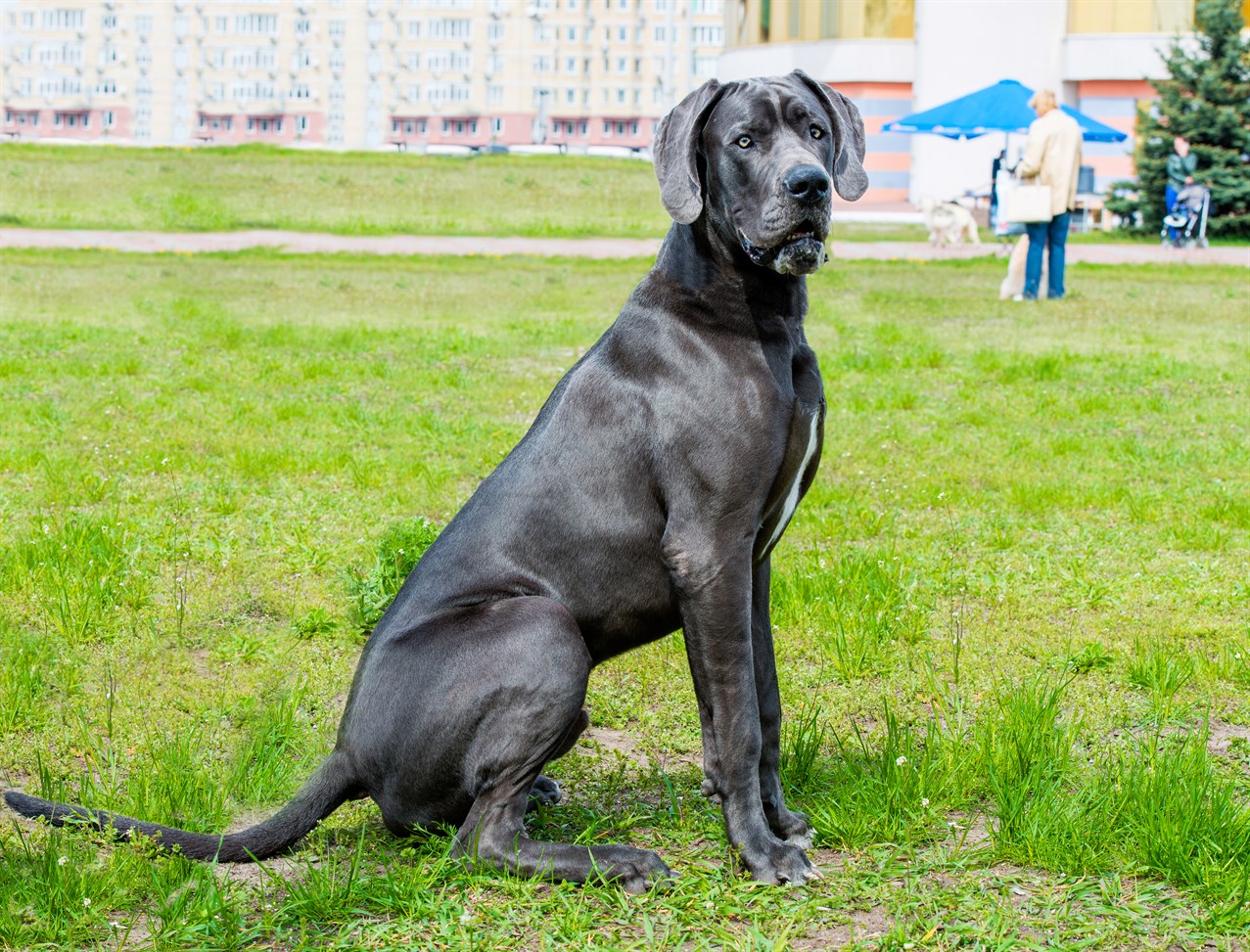 Great Dane Dog 2