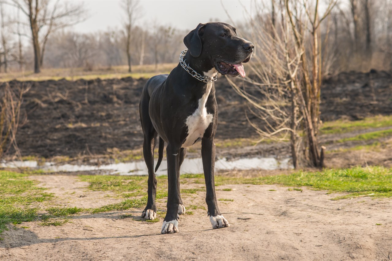 Great Dane Dog 4