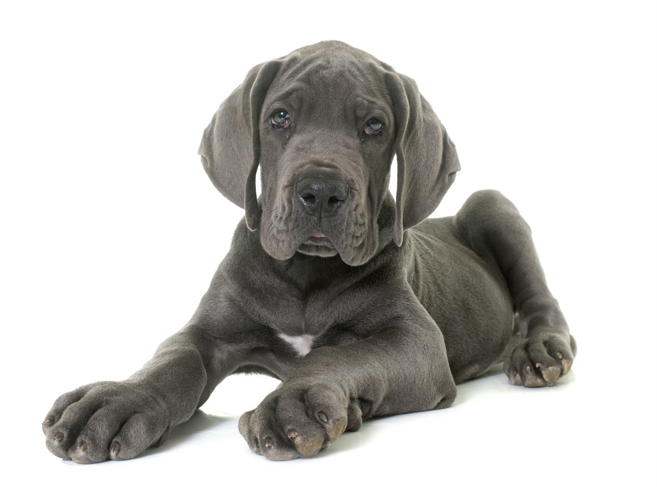 Great Dane Puppy 2