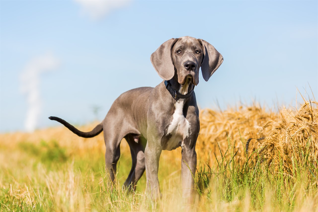 Great Dane Puppy