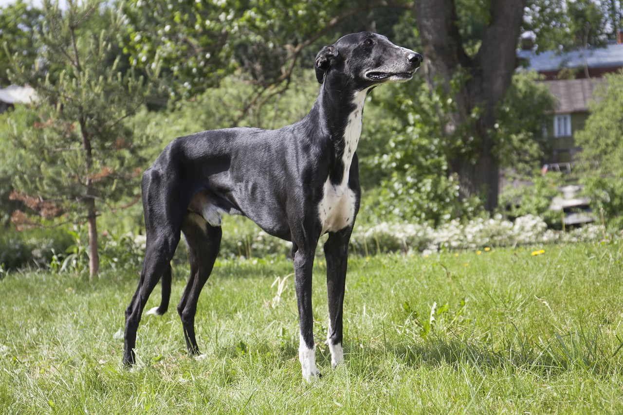 Black and white Greyhound standing in countryside backyard