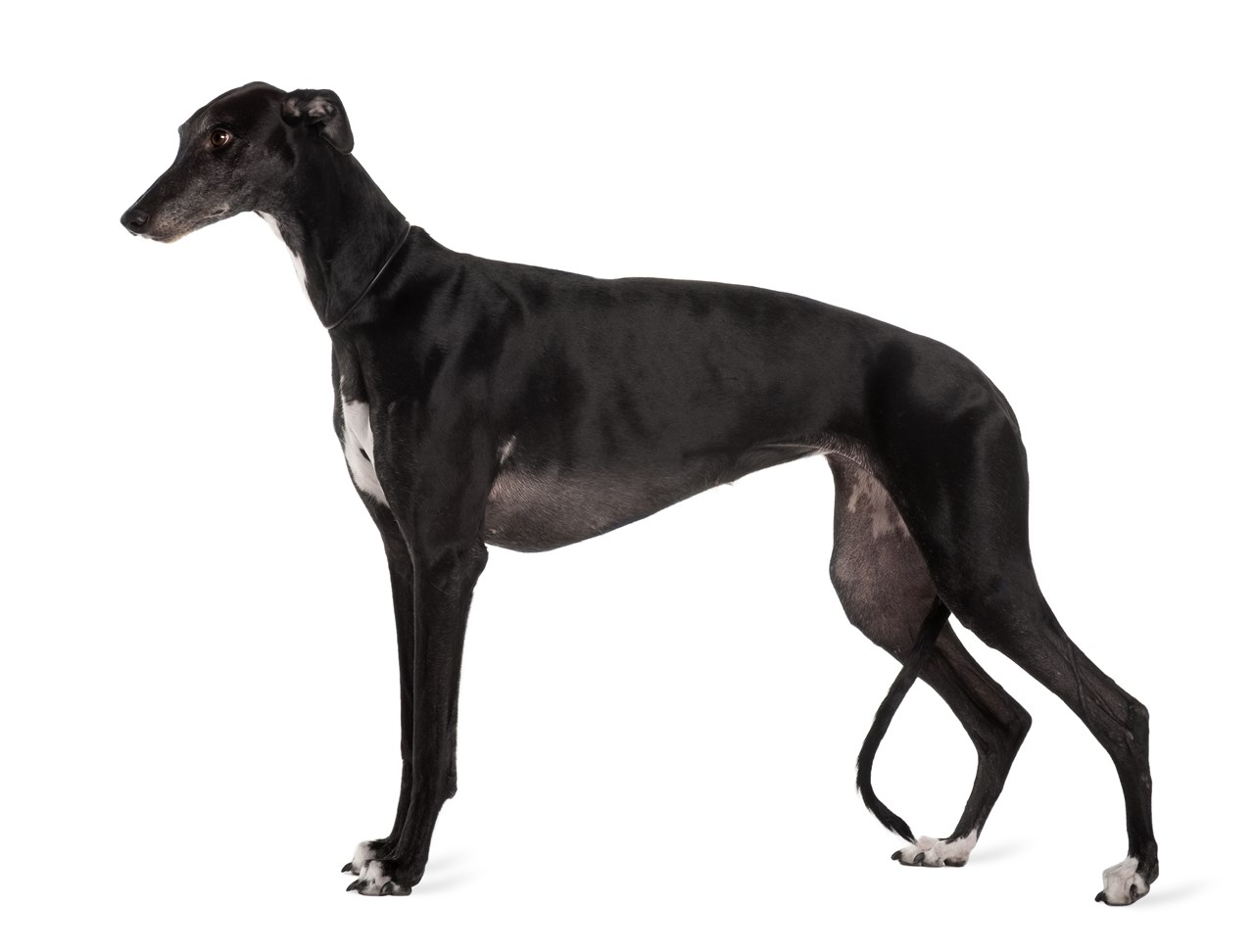 Greyhound Dog 4