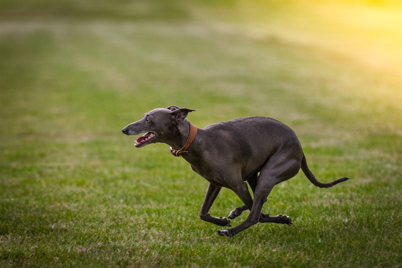 Happy Greyhound Dog running in grass field