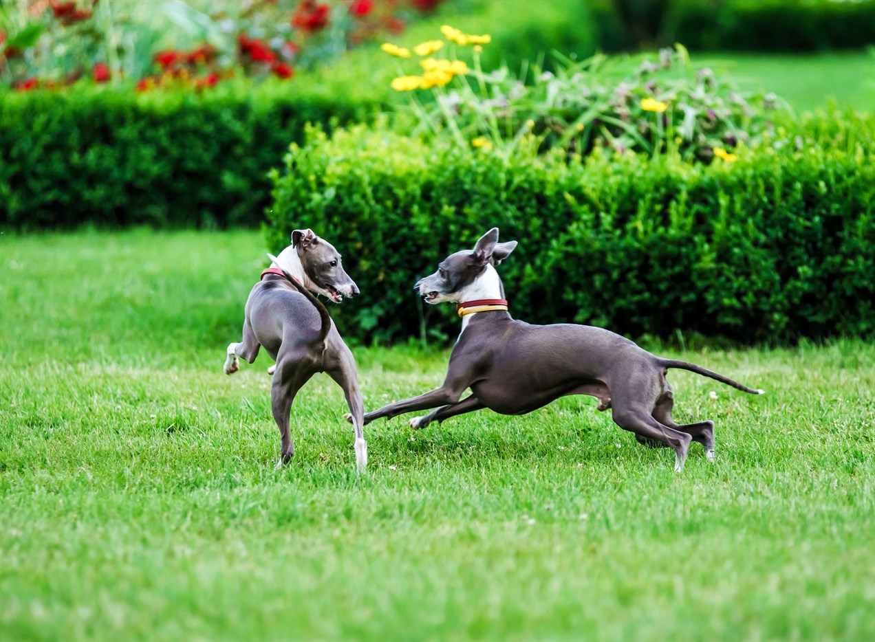 Two Greyhound Puppy playing near flower garden