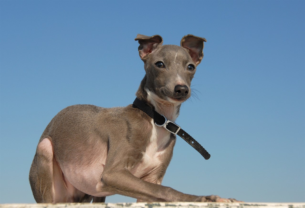 Greyhound Puppy sitting wearing black collar with blue sky background