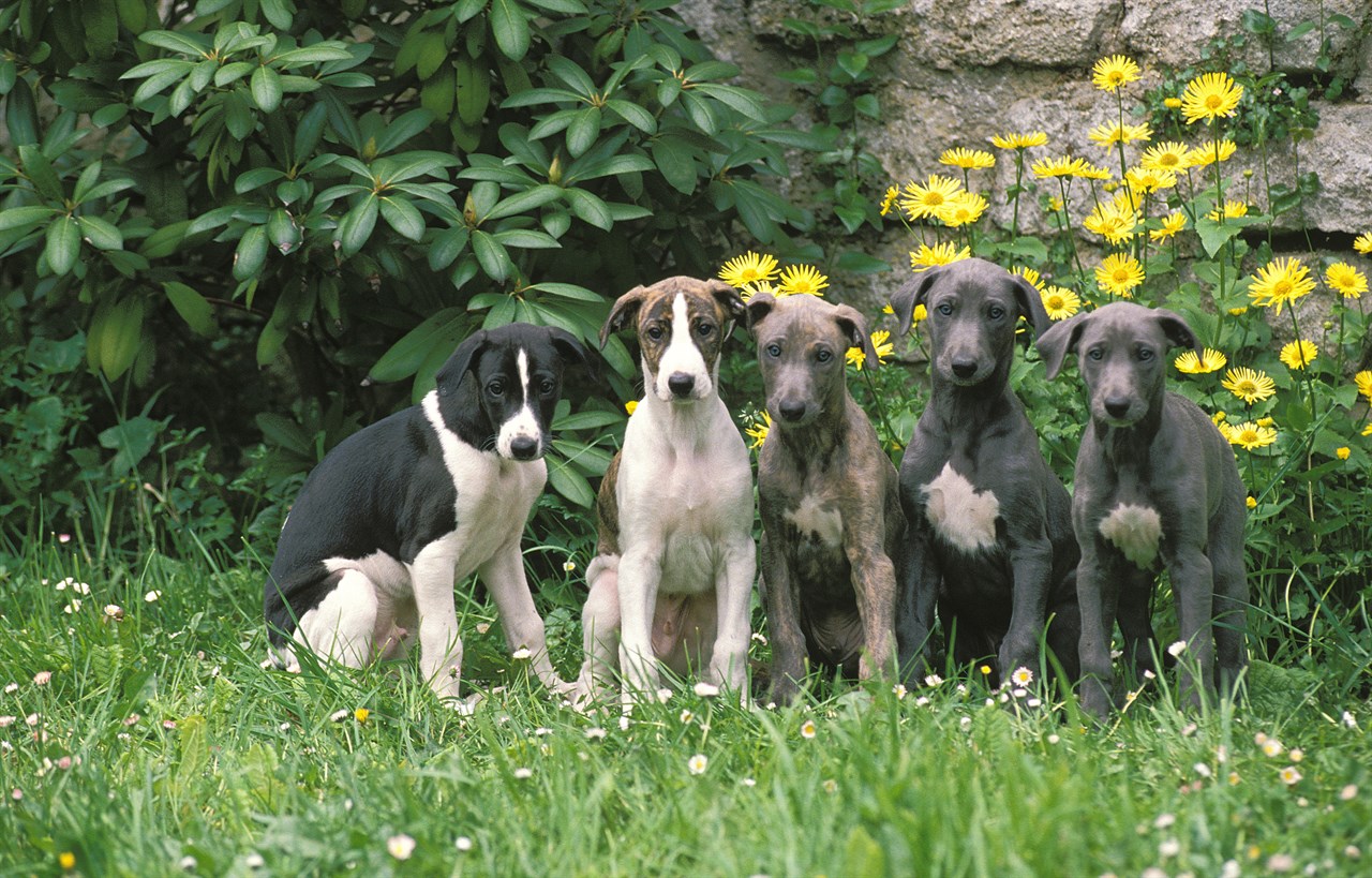 Greyhound Puppy