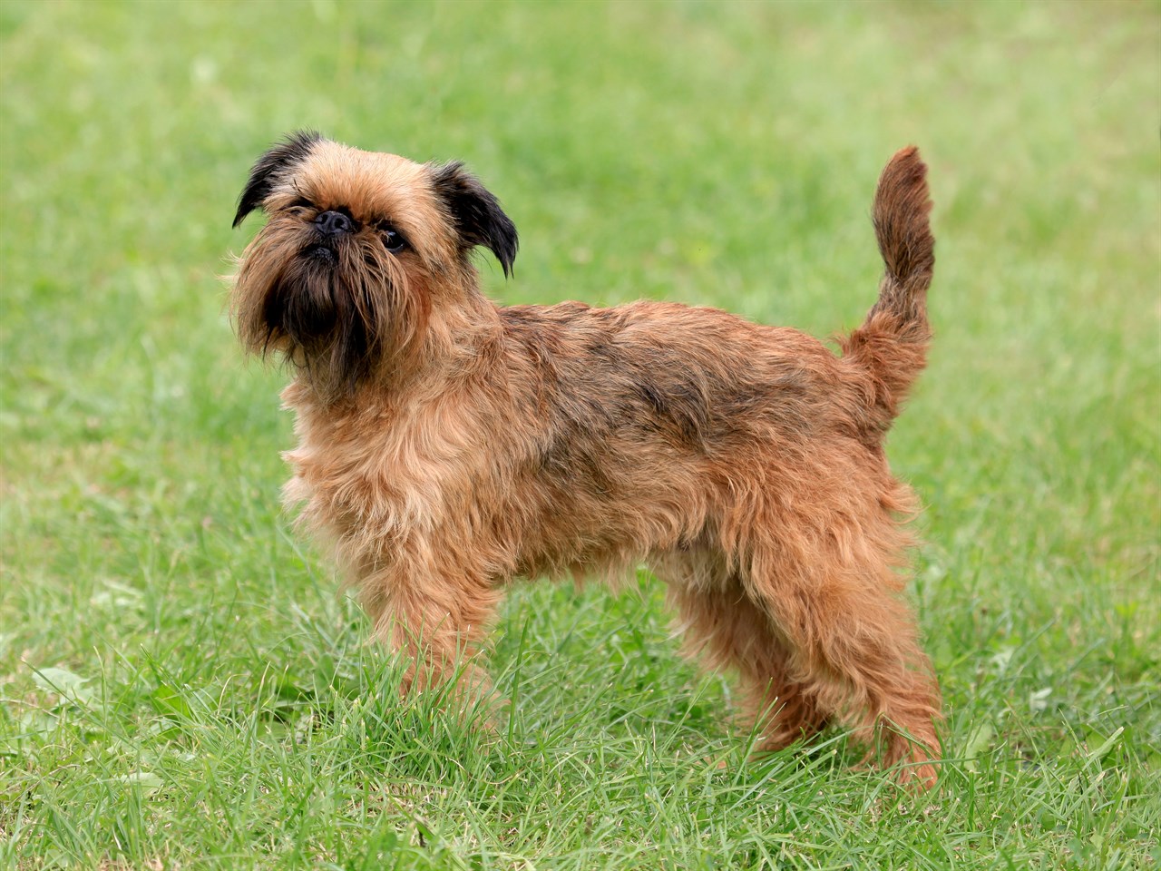 Griffon Bruxellois Dog standing on green grass looking at camera