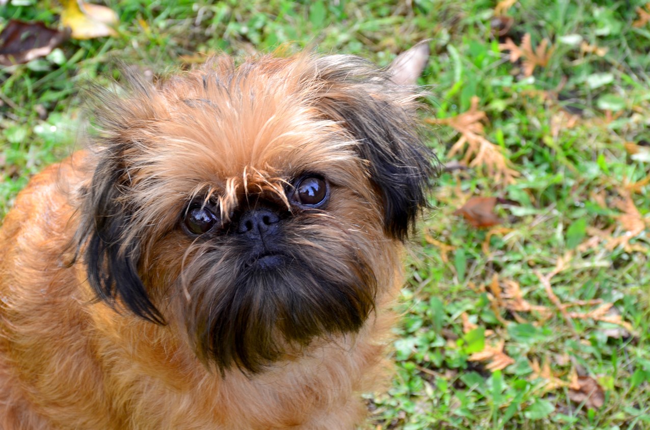 Close up view of Griffon Bruxellois Dog face