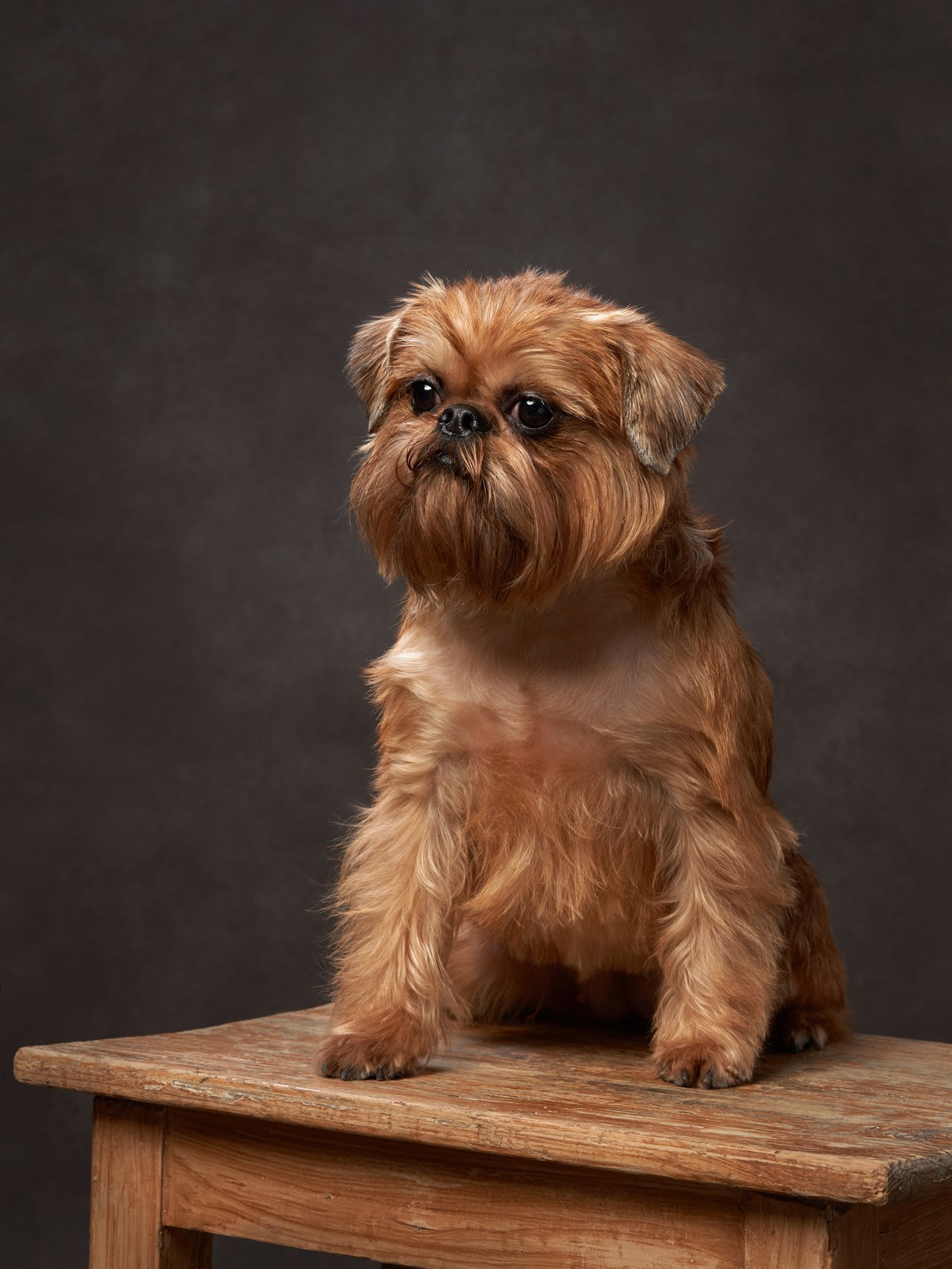 Griffon Bruxellois standing on wooden desk indoor