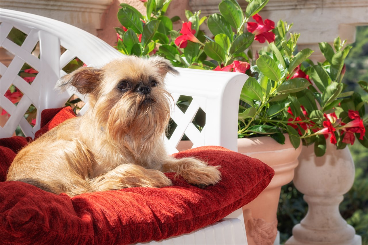 Griffon Bruxellois Dog sitting on red pillow on top of a white chair