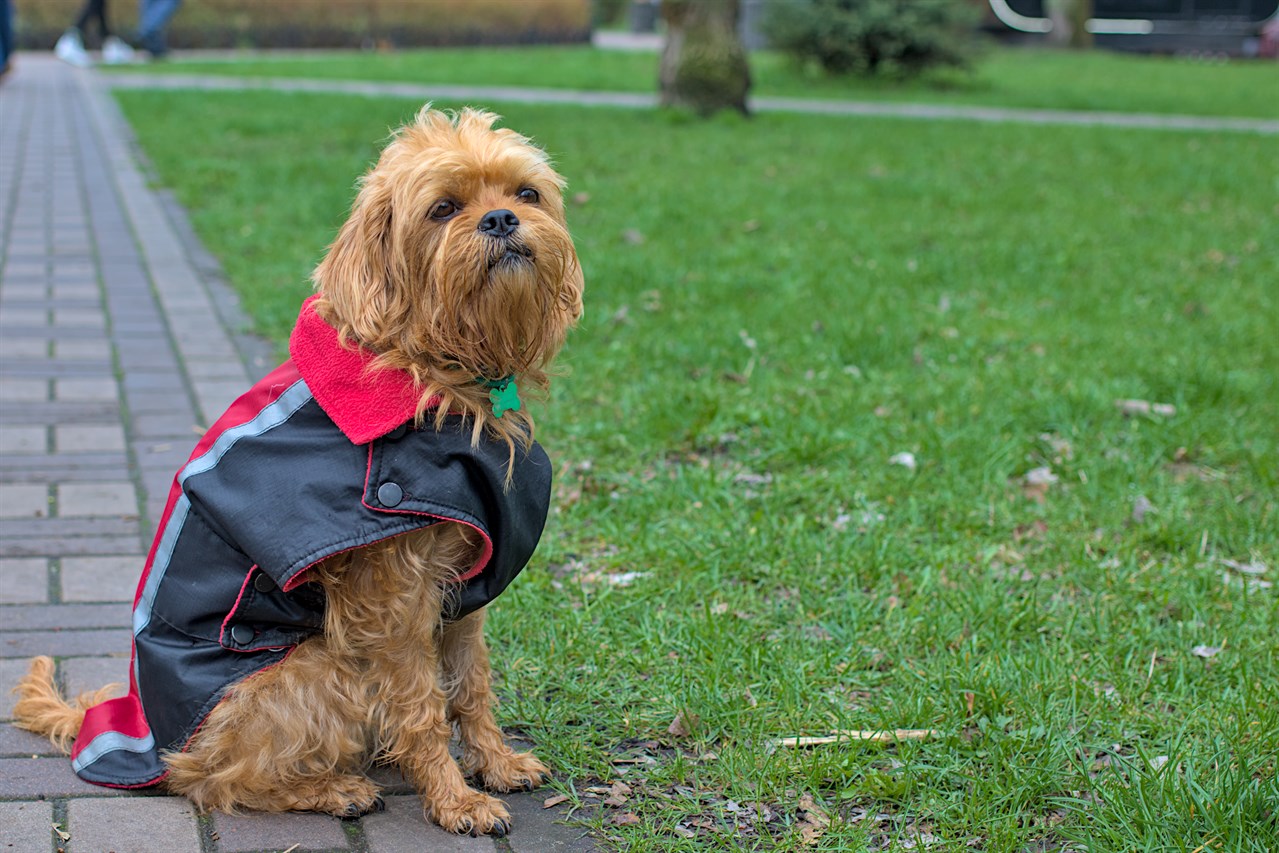 Griffon Bruxellois enjoying outdoor wearing cute dog shirt