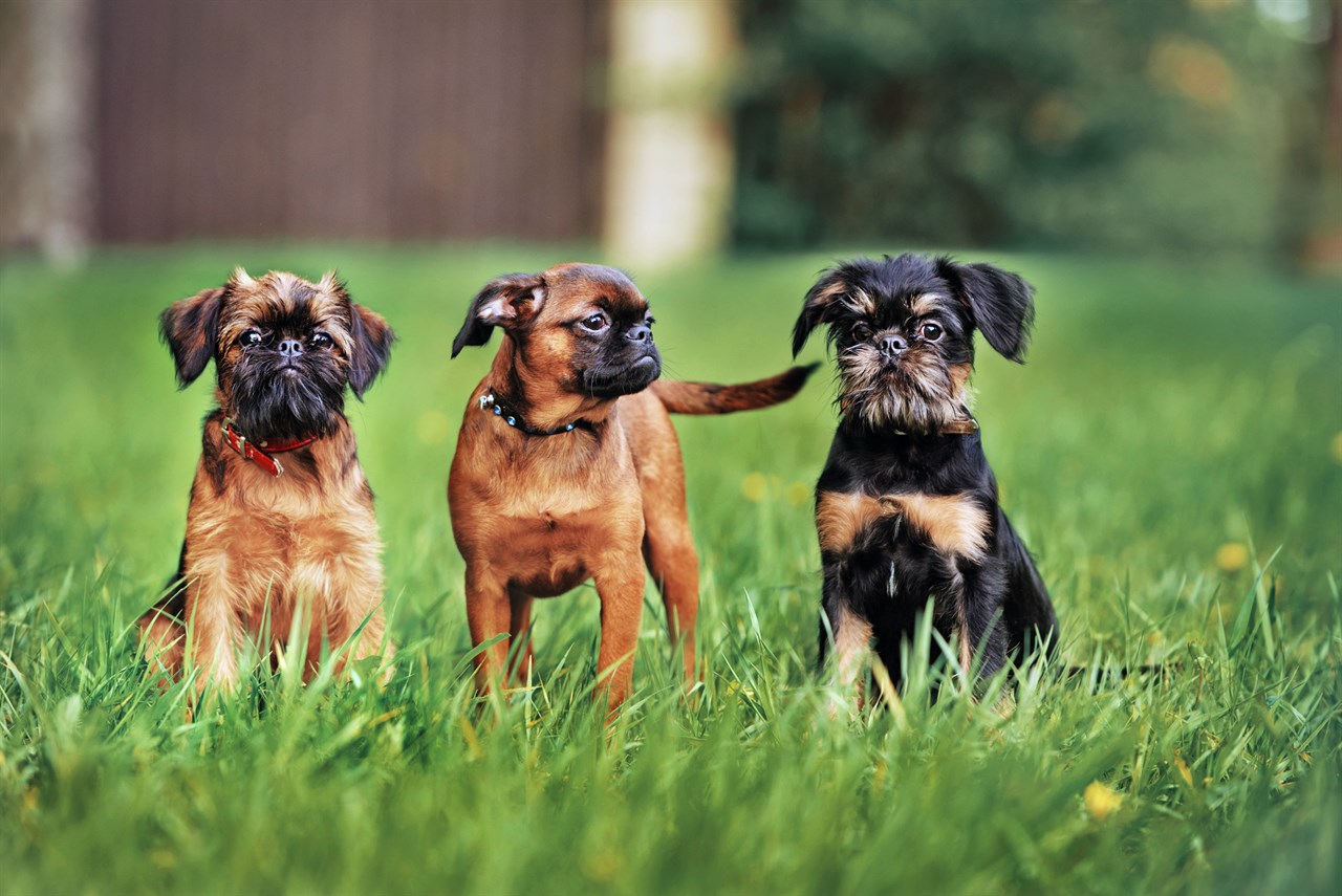 Three Griffon Bruxellois Puppy standing on tall green grass