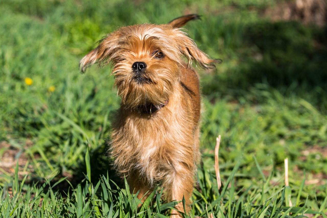 Griffon Bruxellois Puppy looking at camera on sunny day