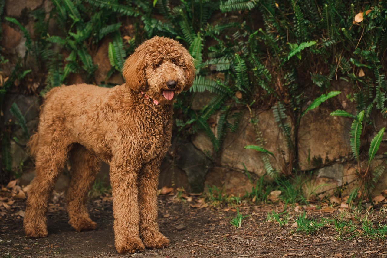 Groodle Dog standing on dirt ground next to stone wall