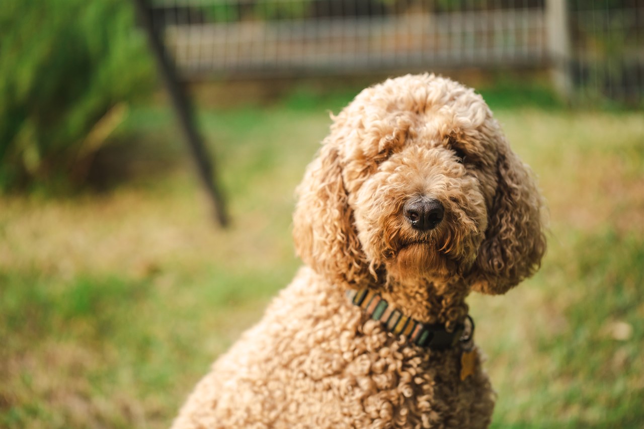 Focused view of Groodle Dog face