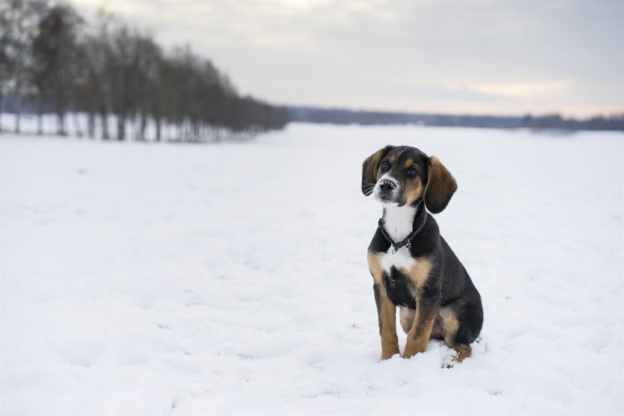 Harrier dog sitting his lower back on the snow covered ground during sunset