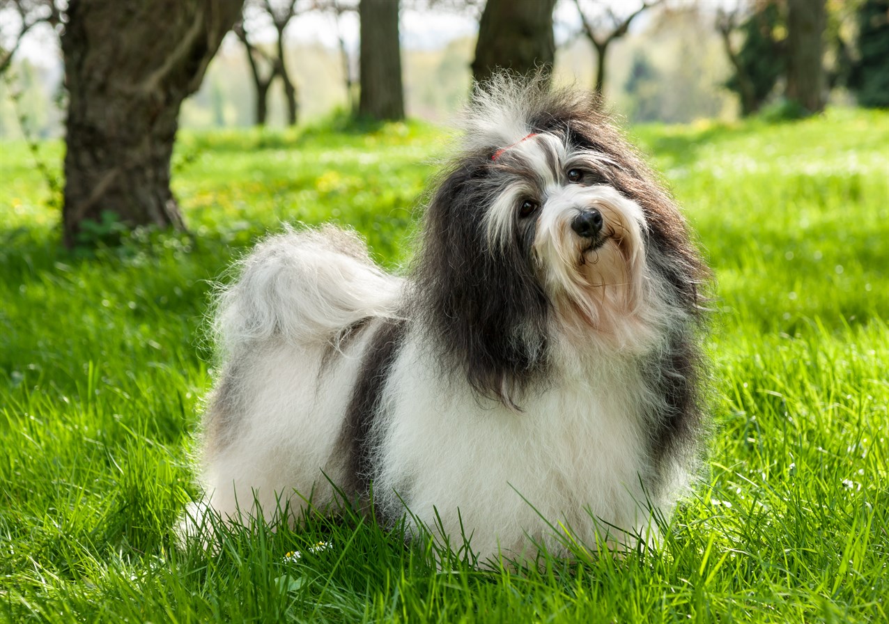 Havanese Dog standing on beautiful green grass between big trees looking towards camera