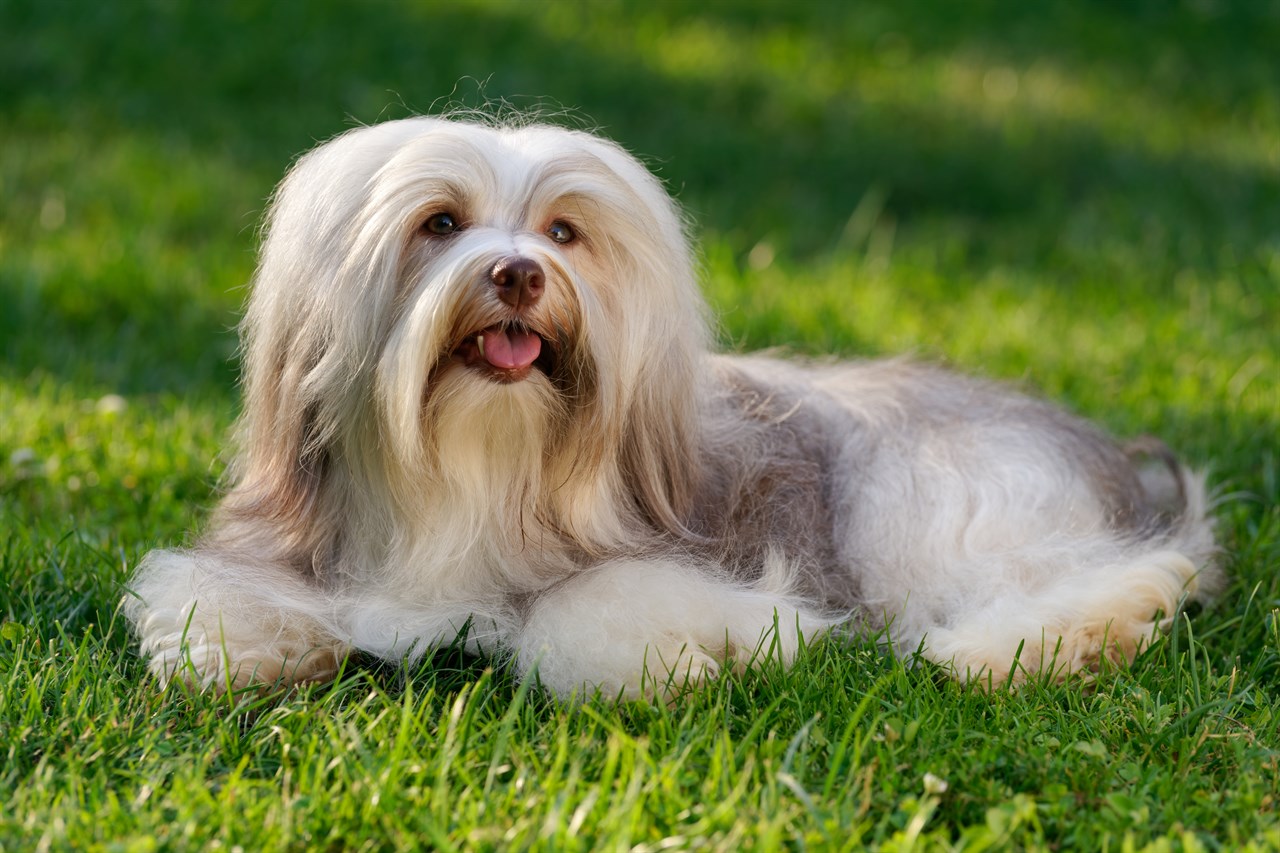 Happy looking Havanese Dog sitting on grass enjoying outdoor