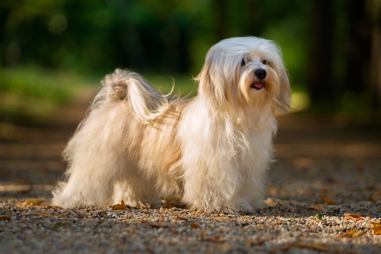 Side view of Havanese Dog standing on gravel ground