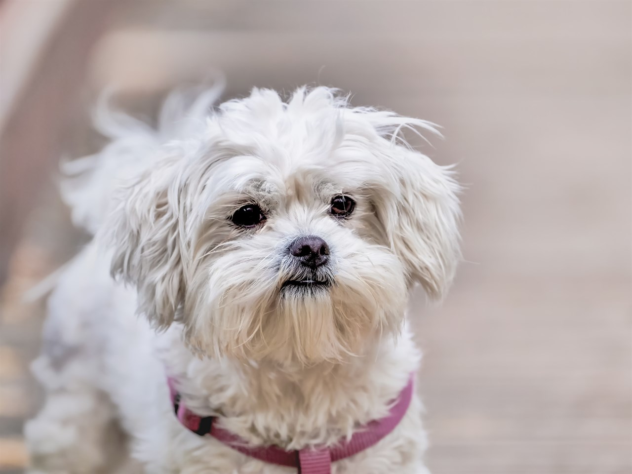 Cute white Havanese Dog standing outside wearing purple leash