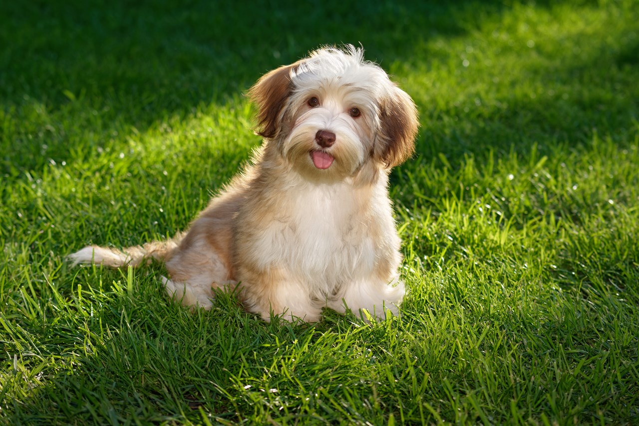 Light beige Havanese Puppy looking towards camera smiling on sunny day