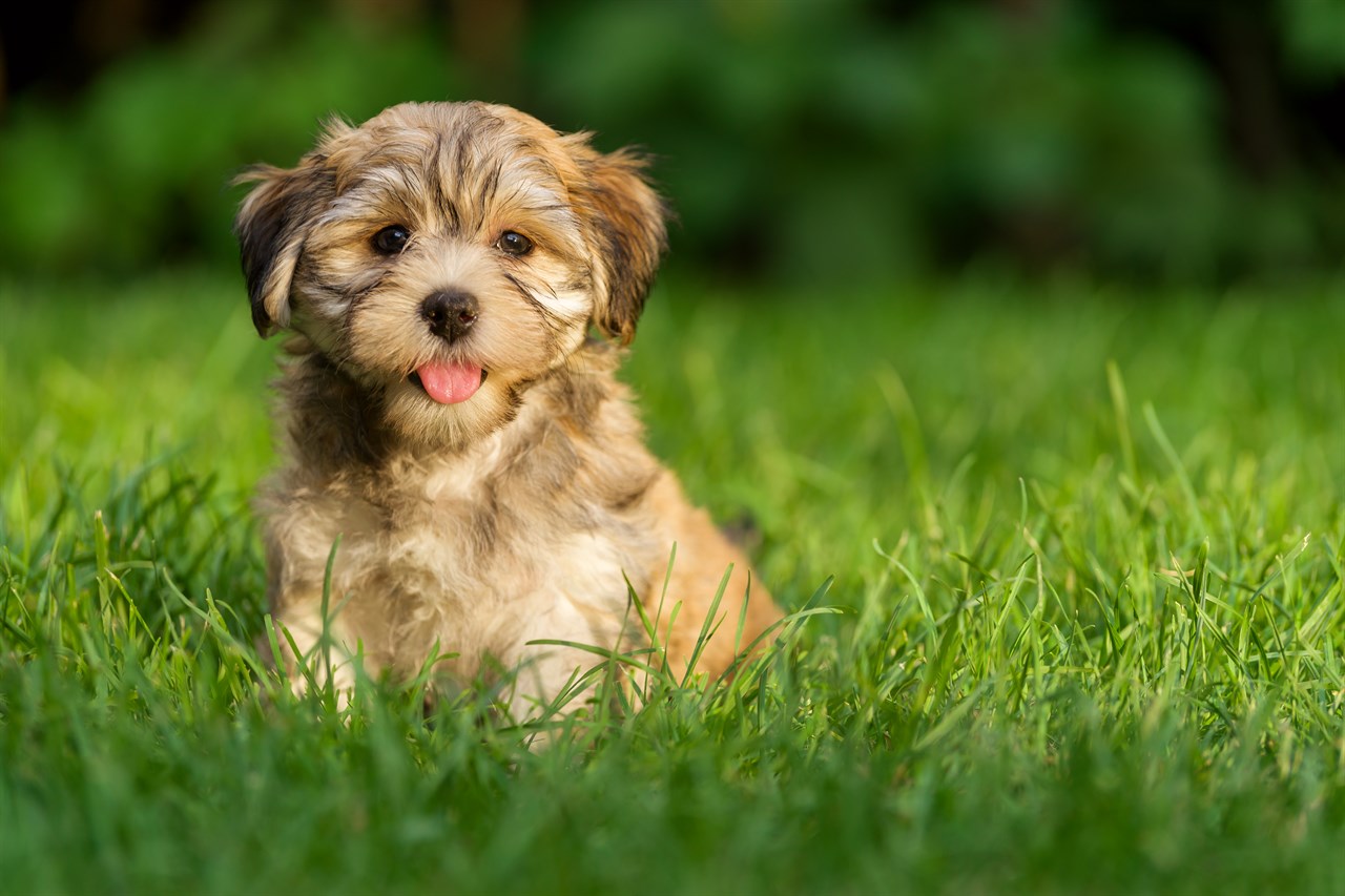 Dark beige Havanese Puppy standing on green grass with tongue sticking out