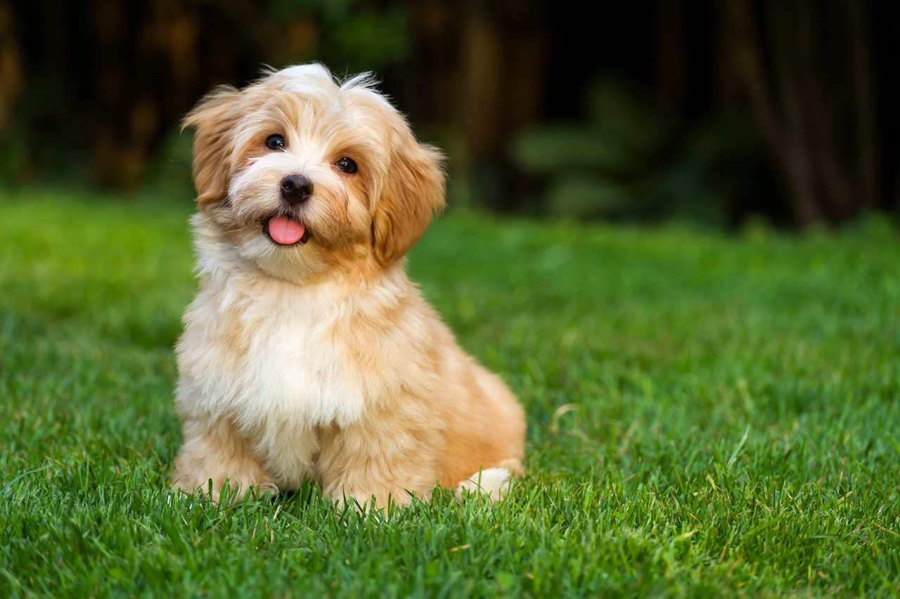 Cute Havanese Puppy smiling towards camera standing on short grass