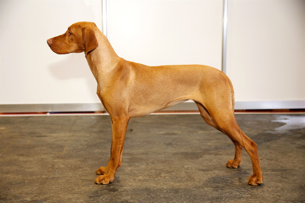 Side view of Hungarian Vizsla Dog standing indoor