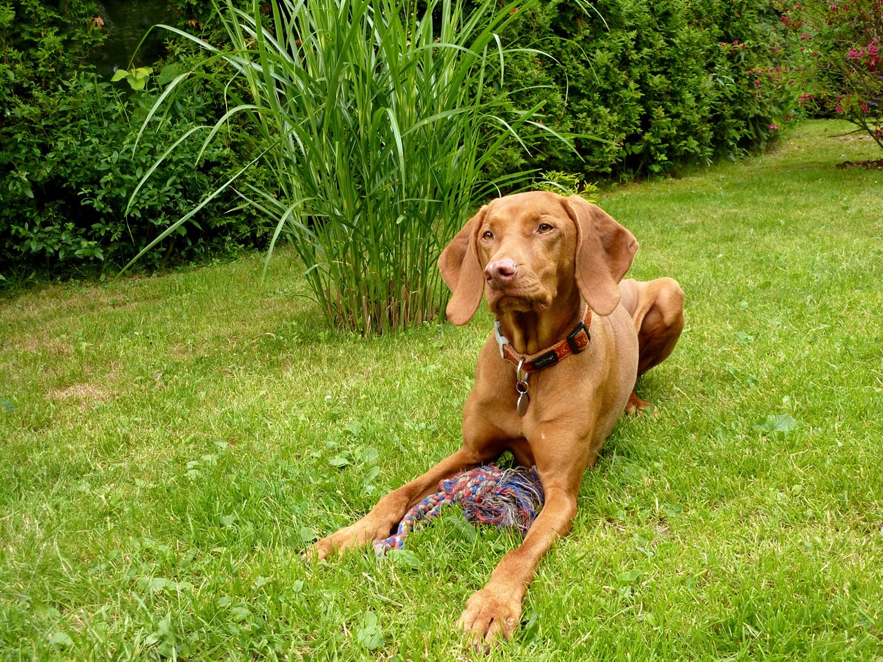 Hungarian Vizsla Dog sitting outside playing with toy rope