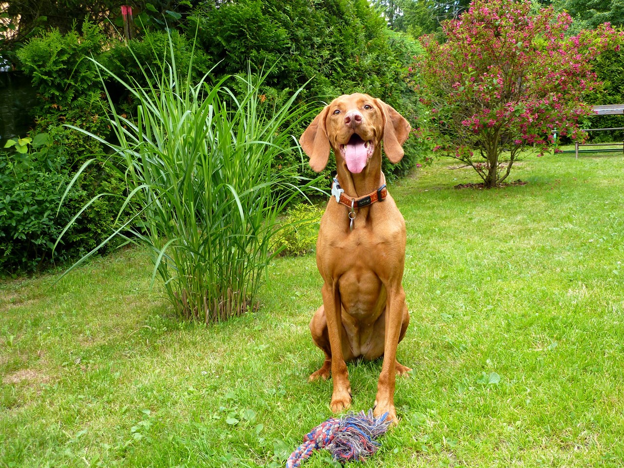 Hungarian Vizsla smiling wide with tongue sticking out wearing brown collar