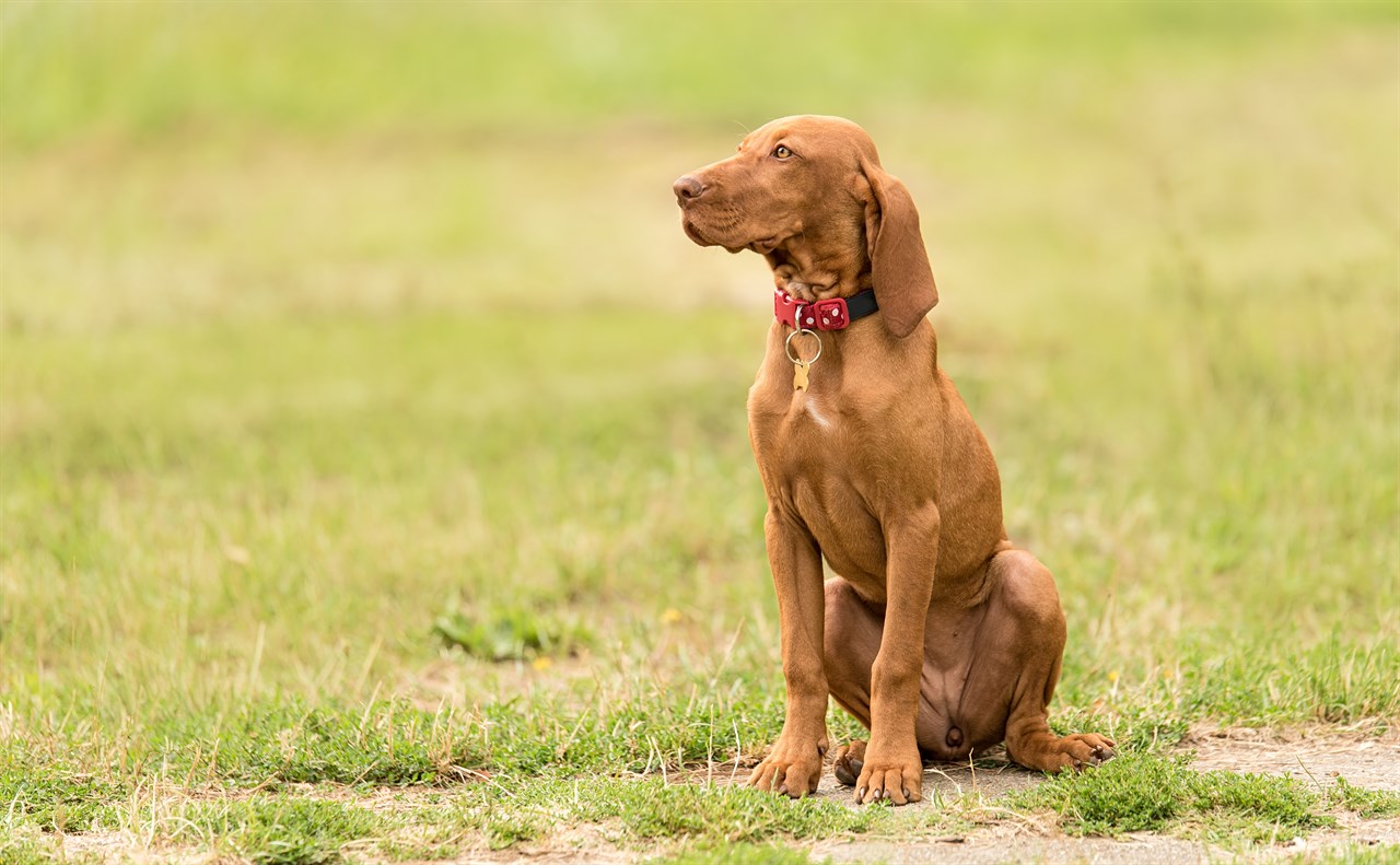 Hungarian Vizsla Dog sitting on patchy grass wearing red collar