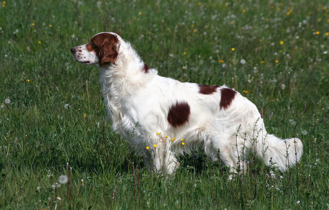 Side view of Irish Red And White Setter Dog on grass with little flower