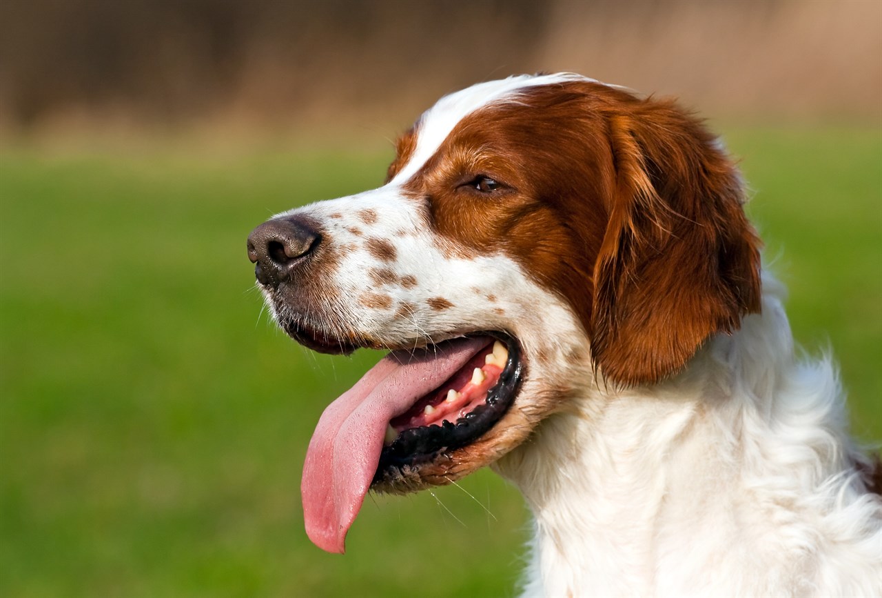 Close up view of Irish Red And White Setter Dog face with full tongue out