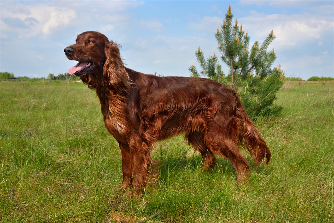 Side view of Irish Setter Dog standing outdoor smiling