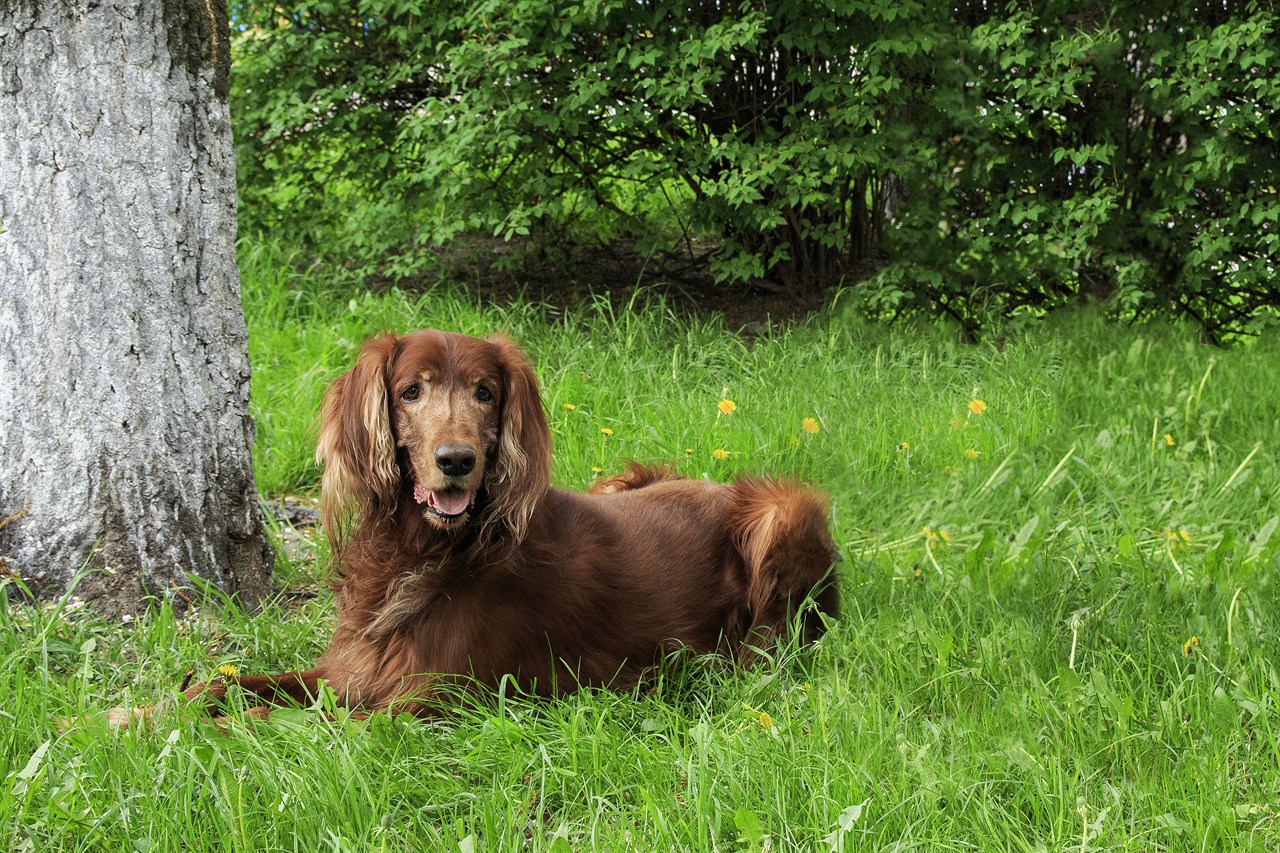 Irish Setter sitting near tree looking at camera