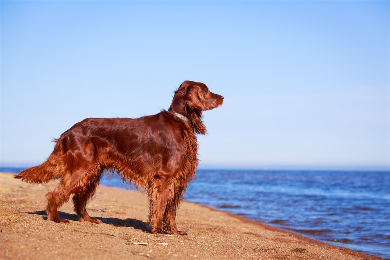 Irish Setter Dog standing on sandy beach enjoying ocean breeze