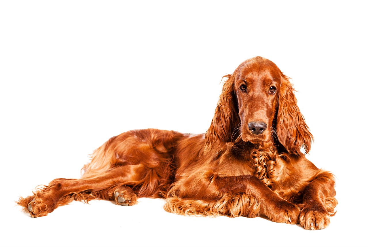 Aesthetic shot Irish Setter Dog with white background