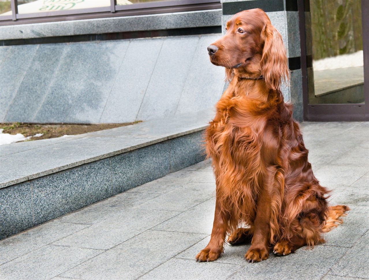 Irish Setter Dog sitting outside on blue tiles floor